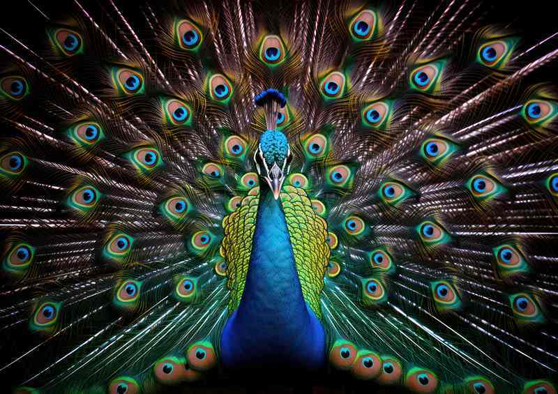 A Colourful Peacock in full bloom | Di-Bond