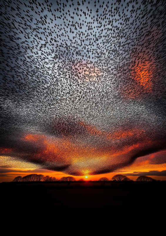 Sunset Symphony Poster