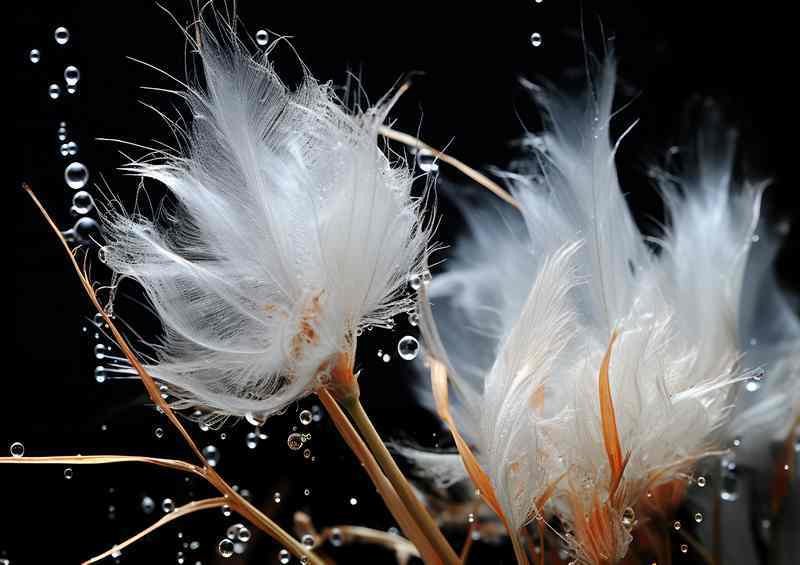Feathers in the morning winds with a few water droplets | Di-Bond