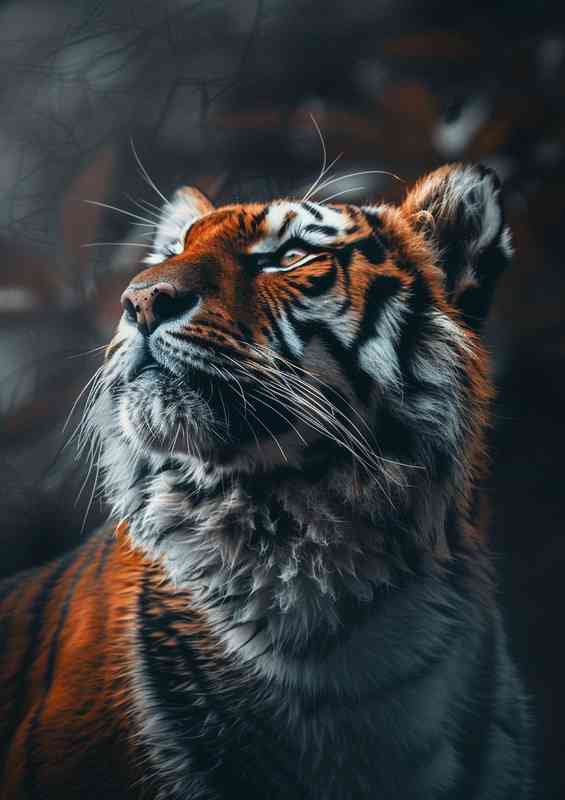 Great tiger Looking into space | Metal Poster