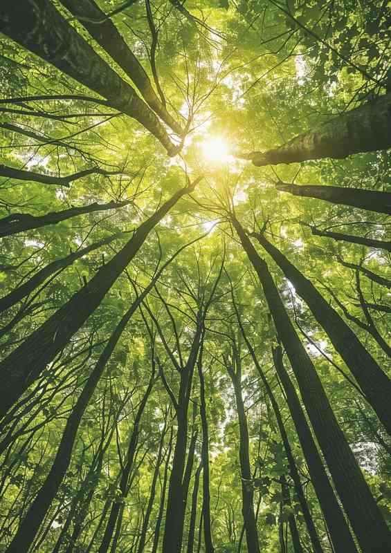 A photo forest looking up at tall trees | Di-Bond