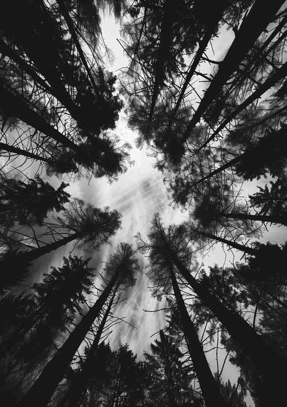 Black and white photo of the silhouette of trees | Di-Bond