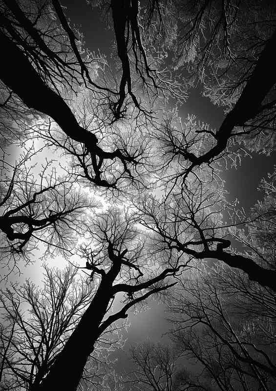 Black and white trees of the silhouette | Canvas