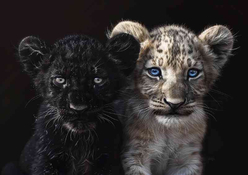 Black Panther and white Lion cub cute | Metal Poster