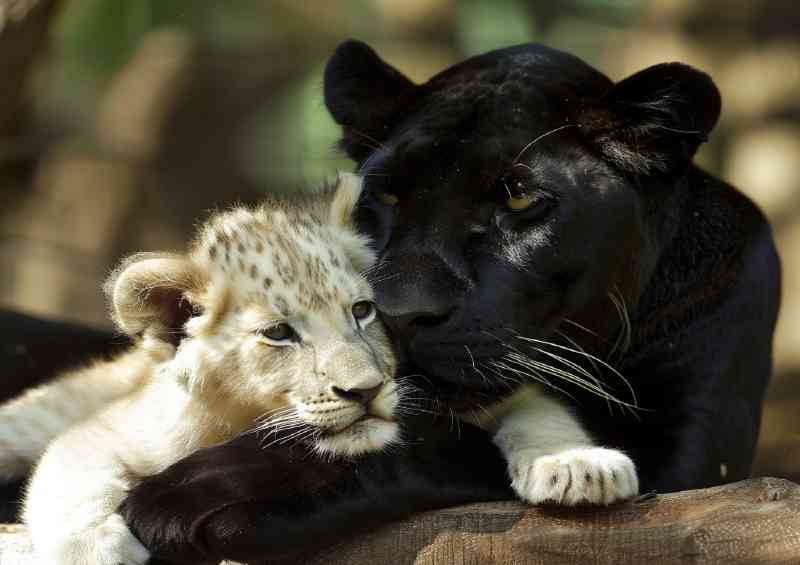 Black Panther and white Lion cub realistic beautiful | Metal Poster