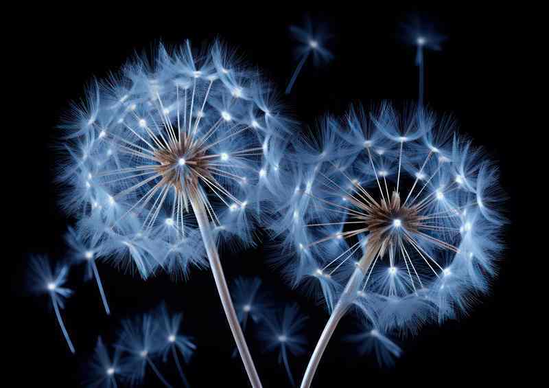 Nice White & Light Blue Dandelion w/ Breeze | Di-Bond