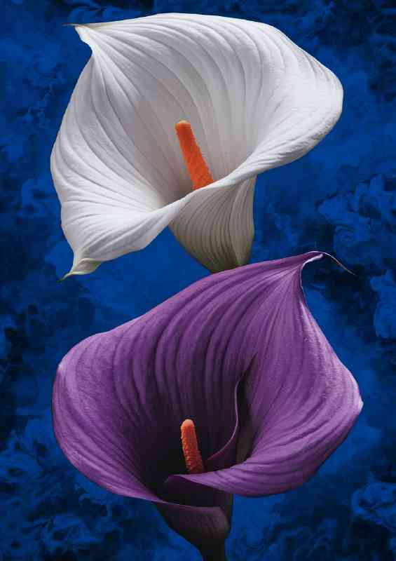 Two calla lilies the top flower | Canvas