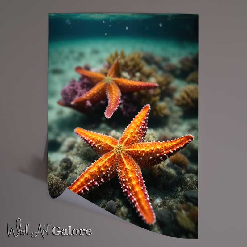 Buy Unframed Poster : (StarFish King Of The Show)