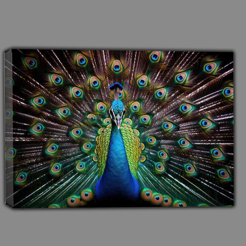 Buy Canvas : (A Colourful Peacock in full bloom)