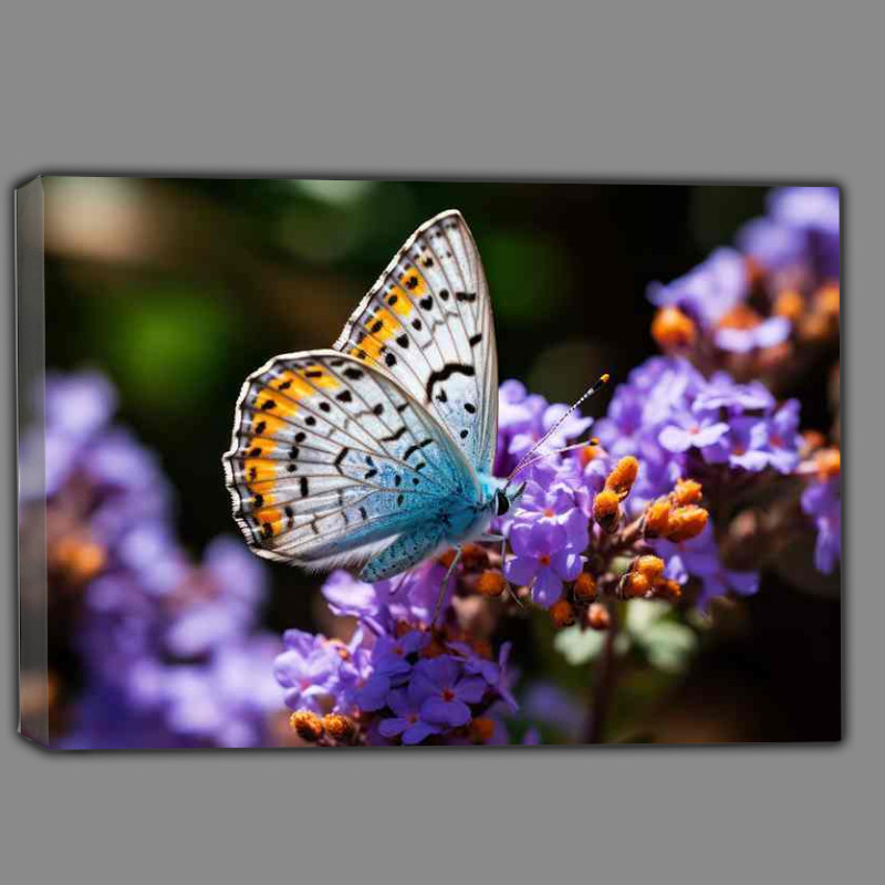 Buy Canvas : (Butterflies on Purple Flowers Natures Beauty Captured)