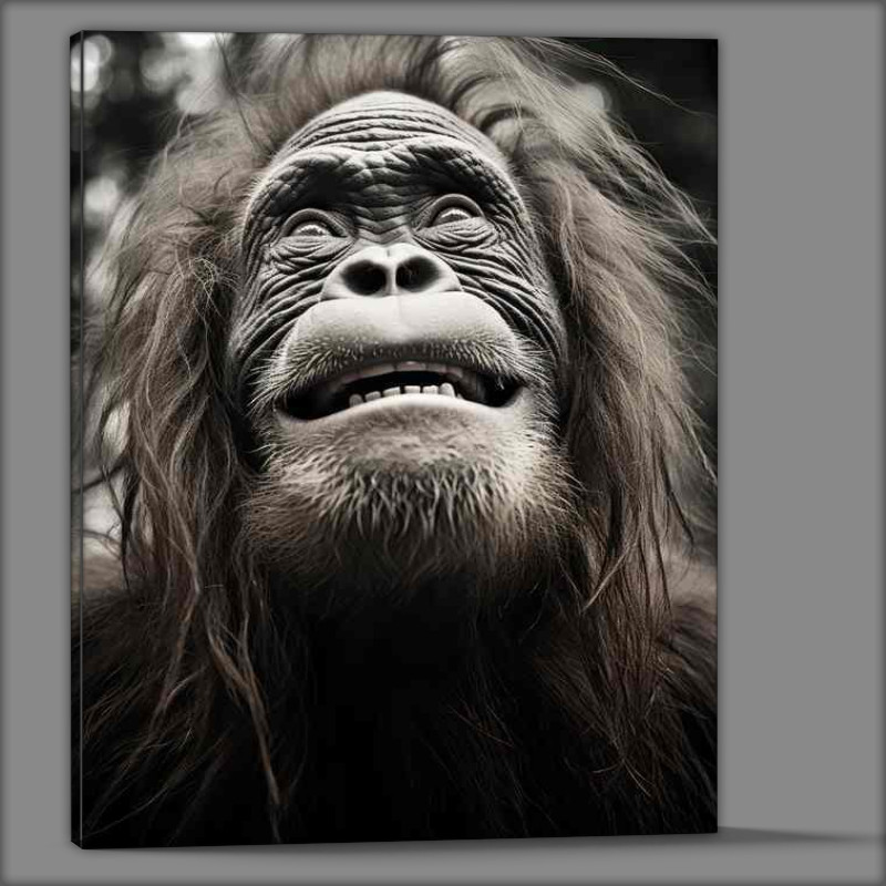 Buy Canvas : (Orangutan enjoying daily sun bathe)
