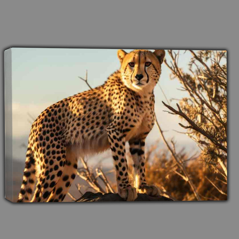Buy Canvas : (Cheetah standing on a rock overlooking the survanna)