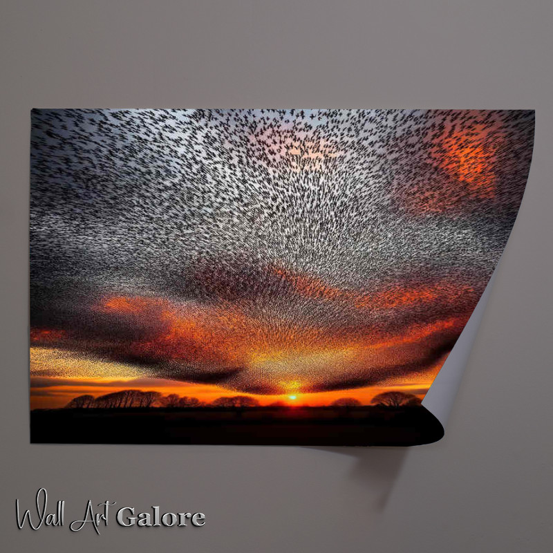 Buy Unframed Poster : (Starlings flying in the evening sun)