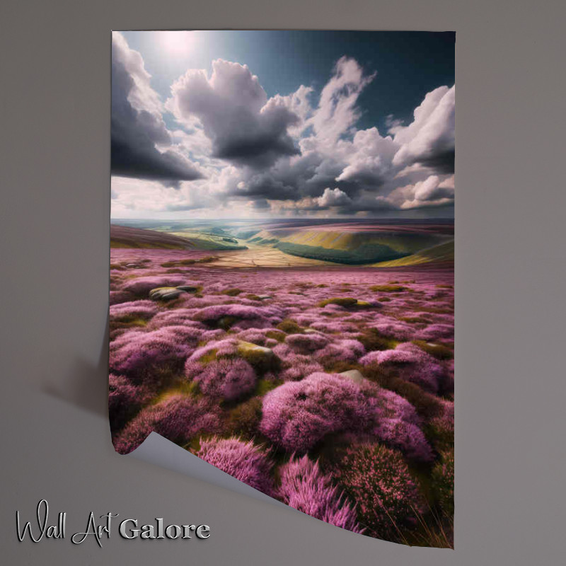 Buy Unframed Poster : (British moorland covered in blooming purple heather)