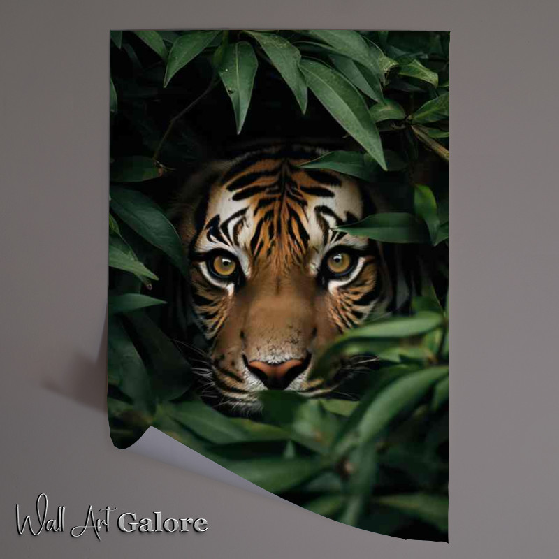 Buy Unframed Poster : (Tigers face peeking out form the bushes)