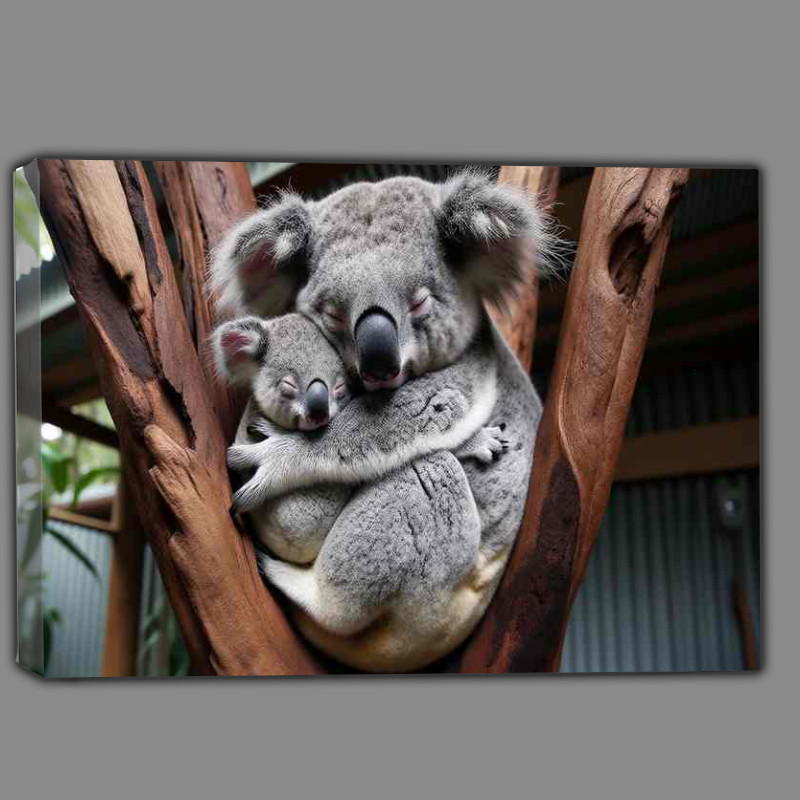 Buy Canvas : (Koala Cuddles a baby koala nestled against its mother)