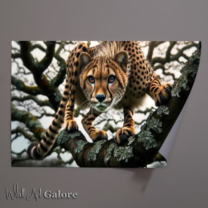 Buy Unframed Poster : (Treetop Hunter the intricate patterns of a cheetahs coat)