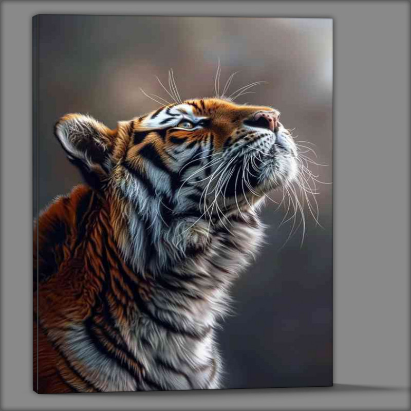 Buy Canvas : (Tiger is looking up at something)