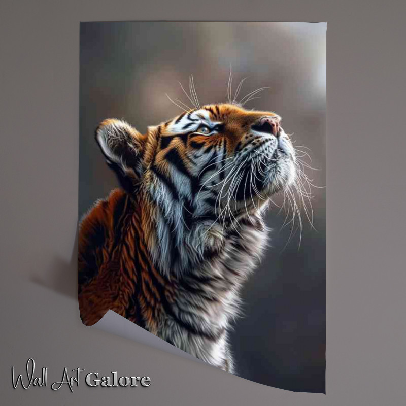 Buy Unframed Poster : (Tiger is looking up at something)