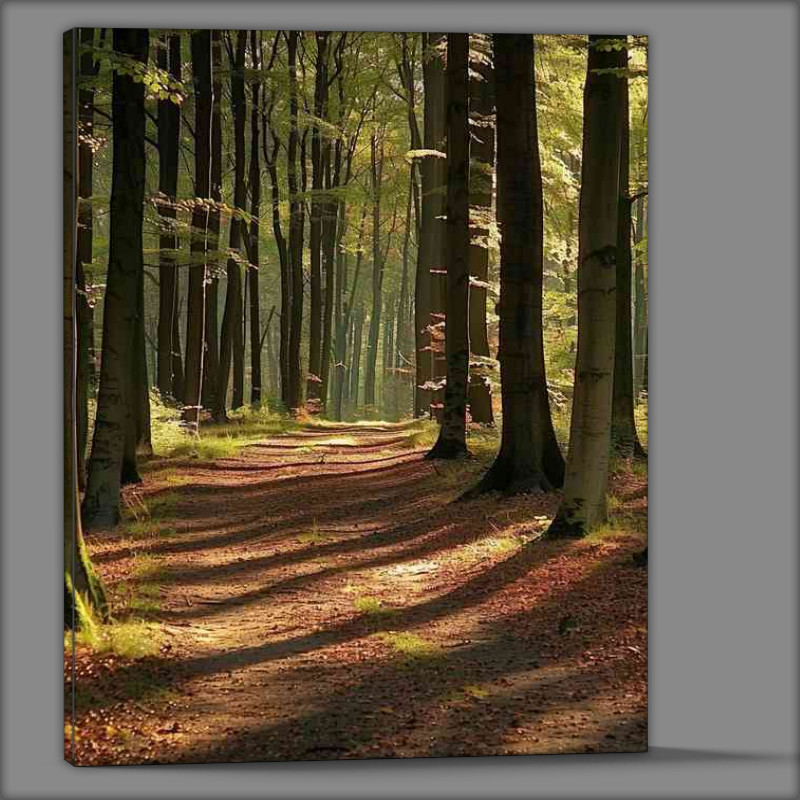 Buy Canvas : (A dense forest with tall trees with sunlight)