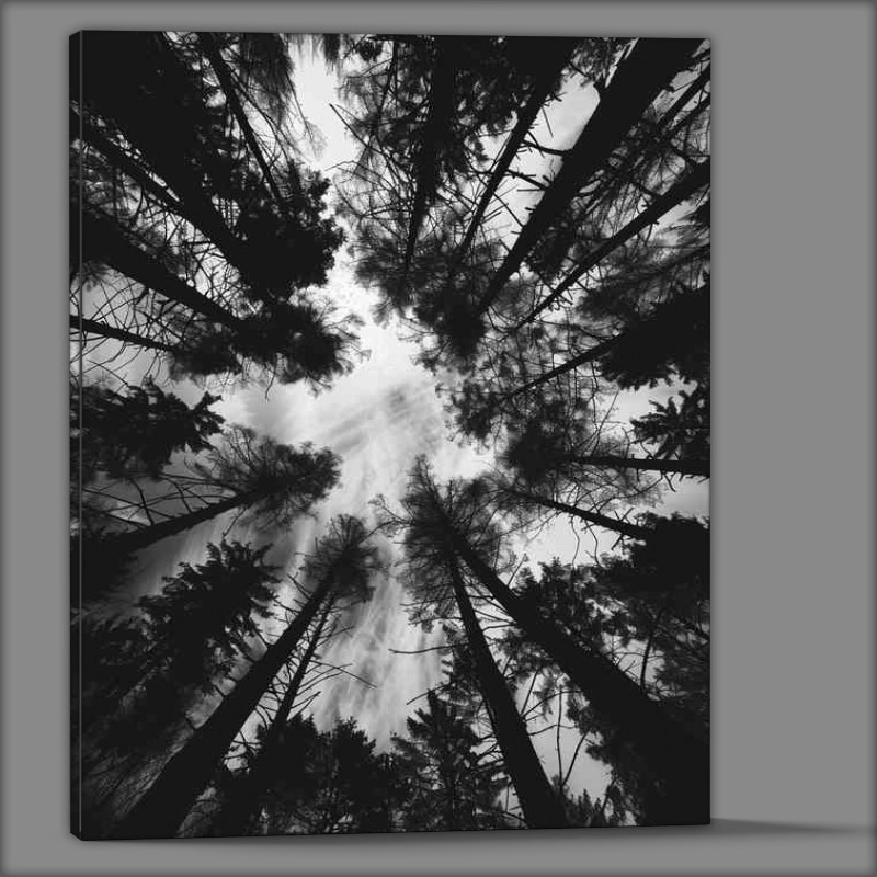 Buy Canvas : (Black and white photo of the silhouette of trees)