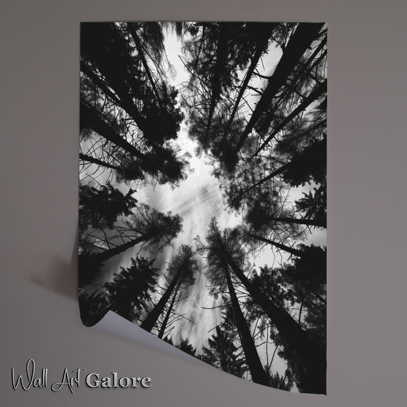 Buy Unframed Poster : (Black and white photo of the silhouette of trees)