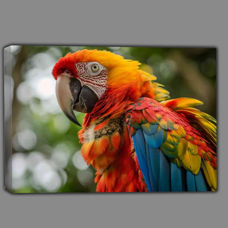 Buy Canvas : (Colorful Parrot looks at the camera)