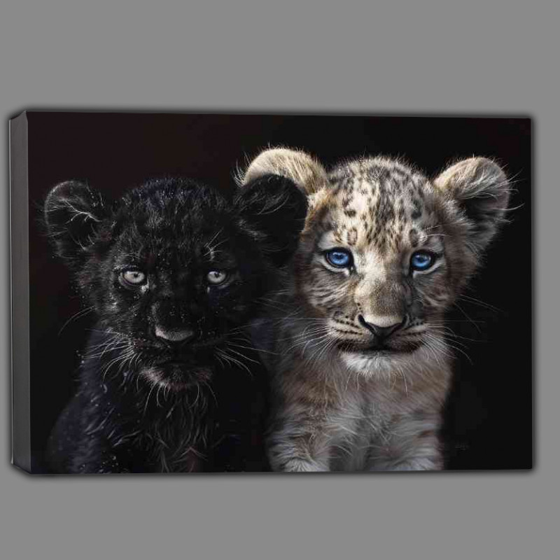 Buy Canvas : (Black Panther and white Lion cub cute)