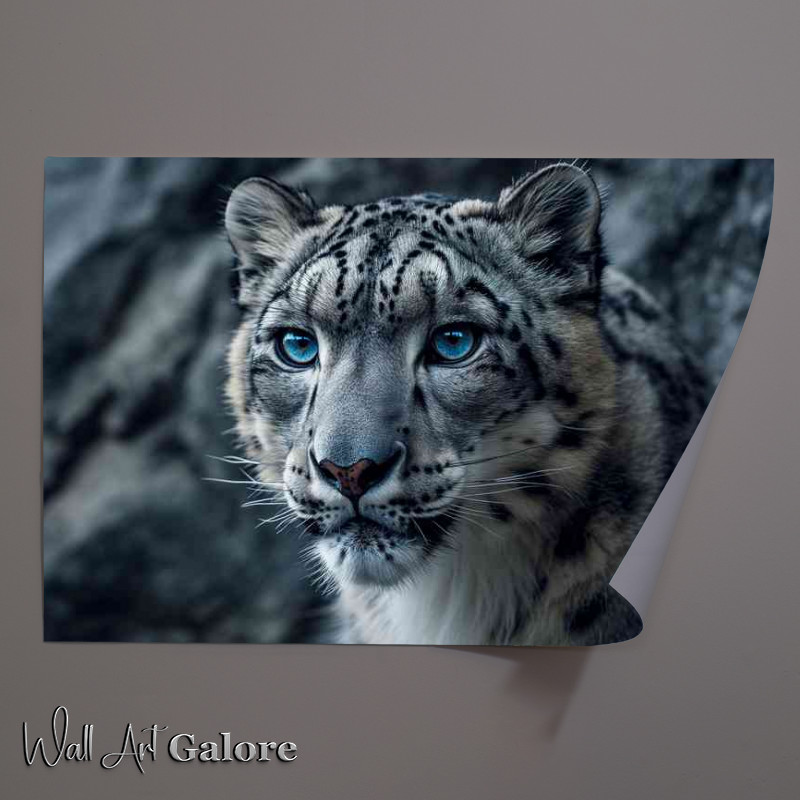 Buy Unframed Poster : (Ssnow leopards eyes look blue in this photo)