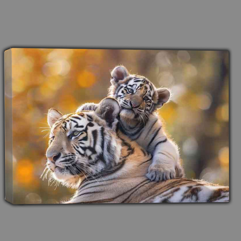 Buy Canvas : (White Tiger cubs sitting on a big tigers shoulders)