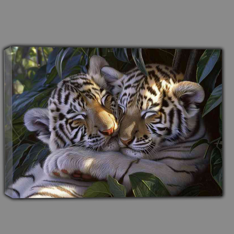 Buy Canvas : (White tiger cubs cuddling together)