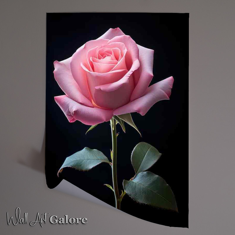 Buy Unframed Poster : (Pink single rose and a dark background)