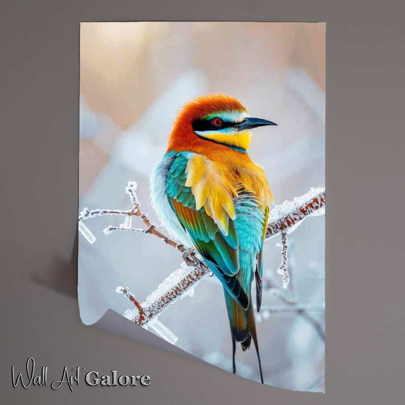 Buy Unframed Poster : (Beautiful colours on a bird in the winter)