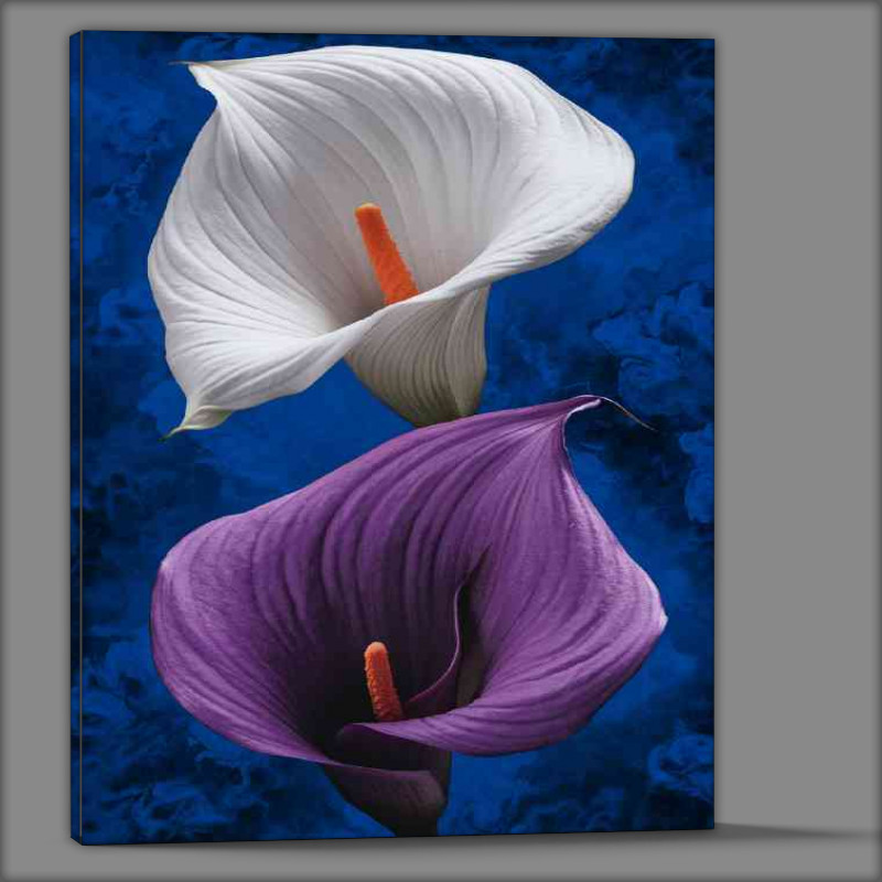 Buy Canvas : (Two calla lilies the top flower)