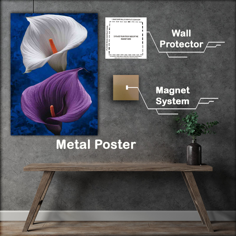 Buy Metal Poster : (Two calla lilies the top flower)