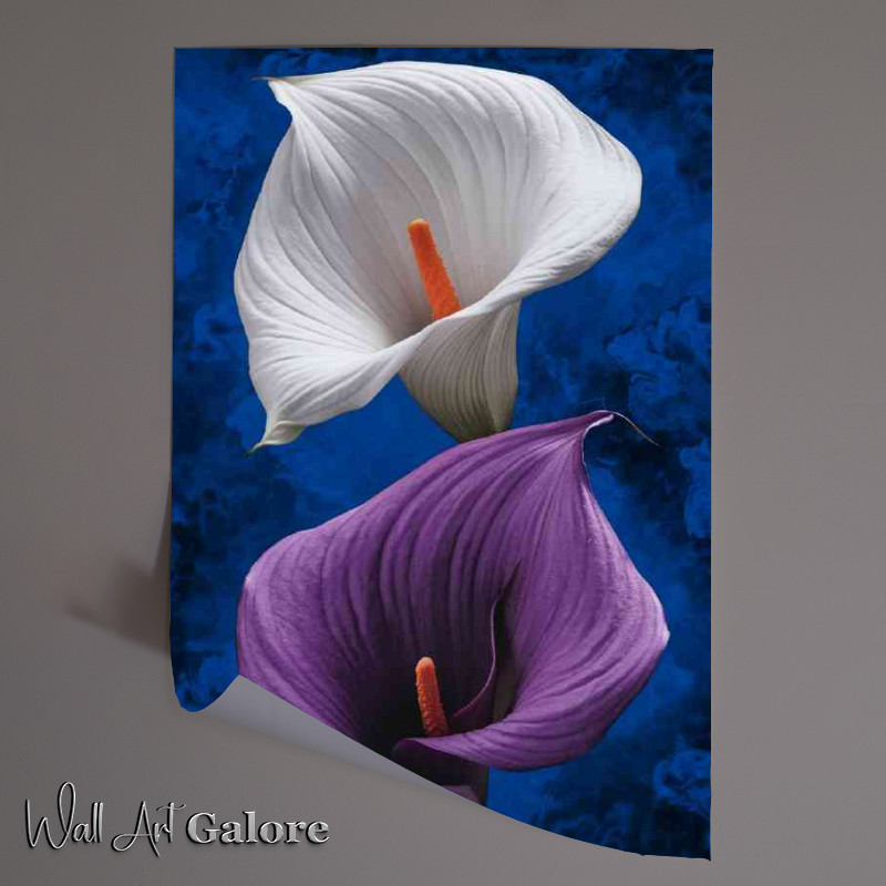 Buy Unframed Poster : (Two calla lilies the top flower)