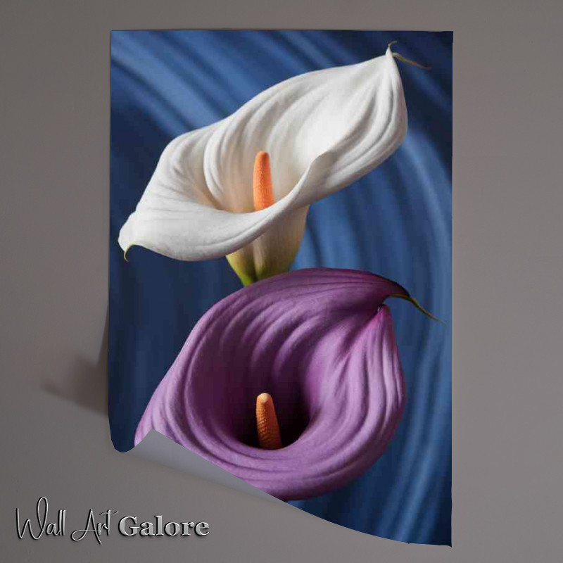 Buy Unframed Poster : (Two lillys in purple and white)