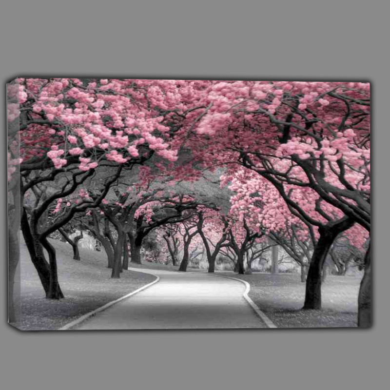 Buy Canvas : (Serene park setting dominated by pink blossom trees)