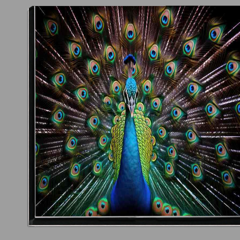 Buy Di-Bond : (A Colourful Peacock in full bloom)