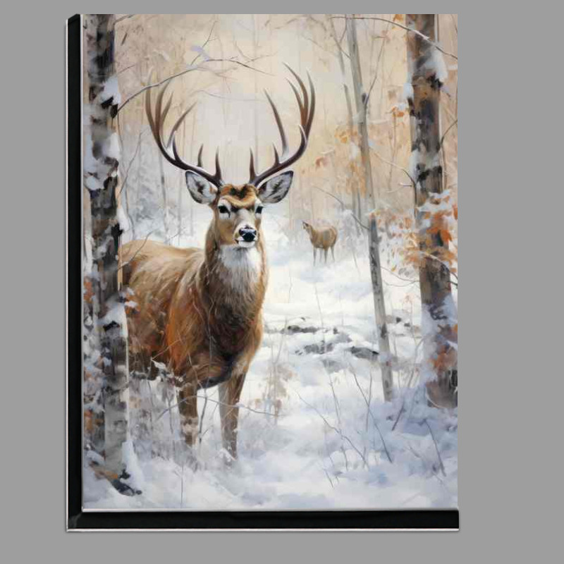 Buy Di-Bond : (In the Company of Deer A Woodland Adventure)