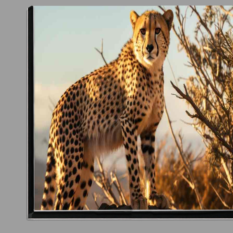 Buy Di-Bond : (Cheetah standing on a rock overlooking the survanna)