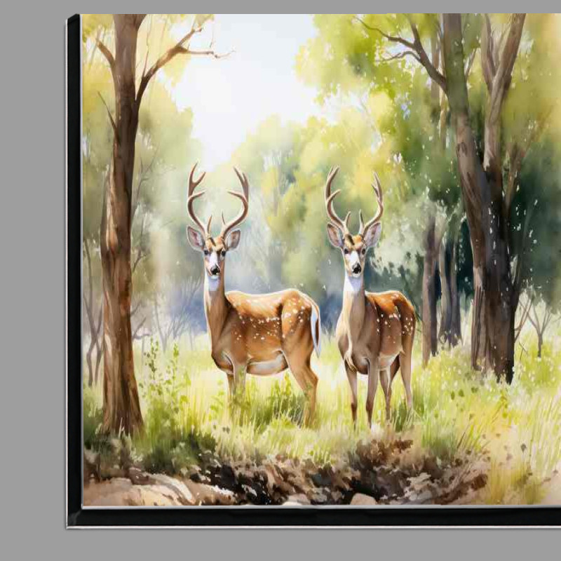 Buy Di-Bond : (Getting Closer to Nature The Woodland Deer Experience)