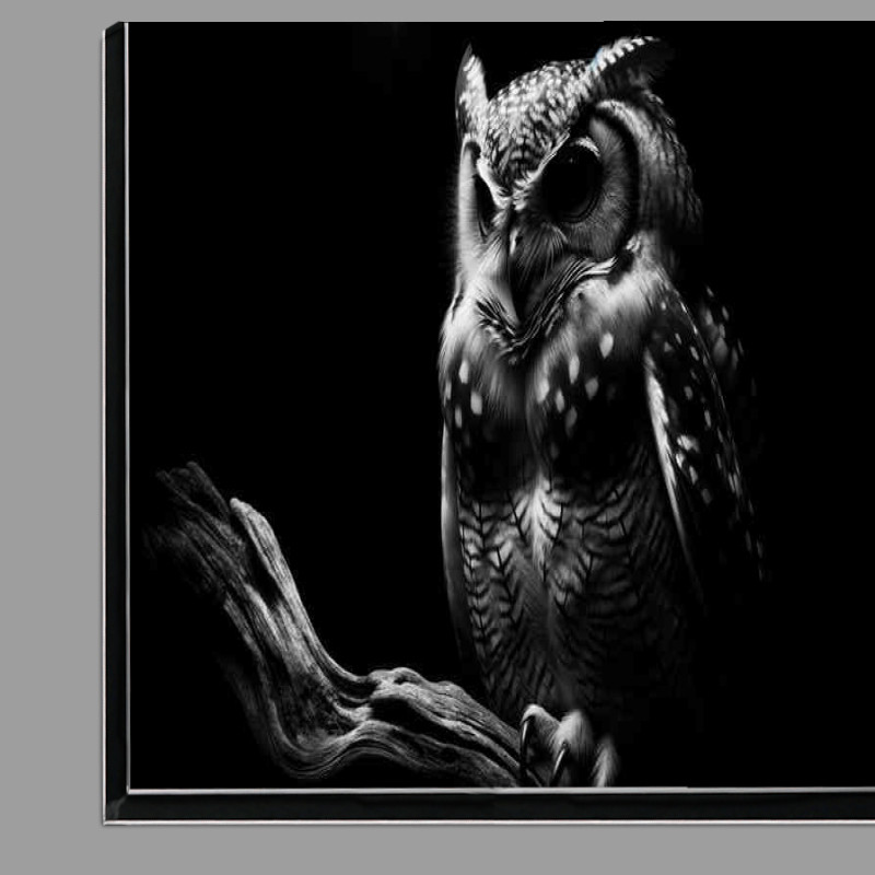Buy Di-Bond : (Nocturnal Elegance capturing an owl perched on a branch)