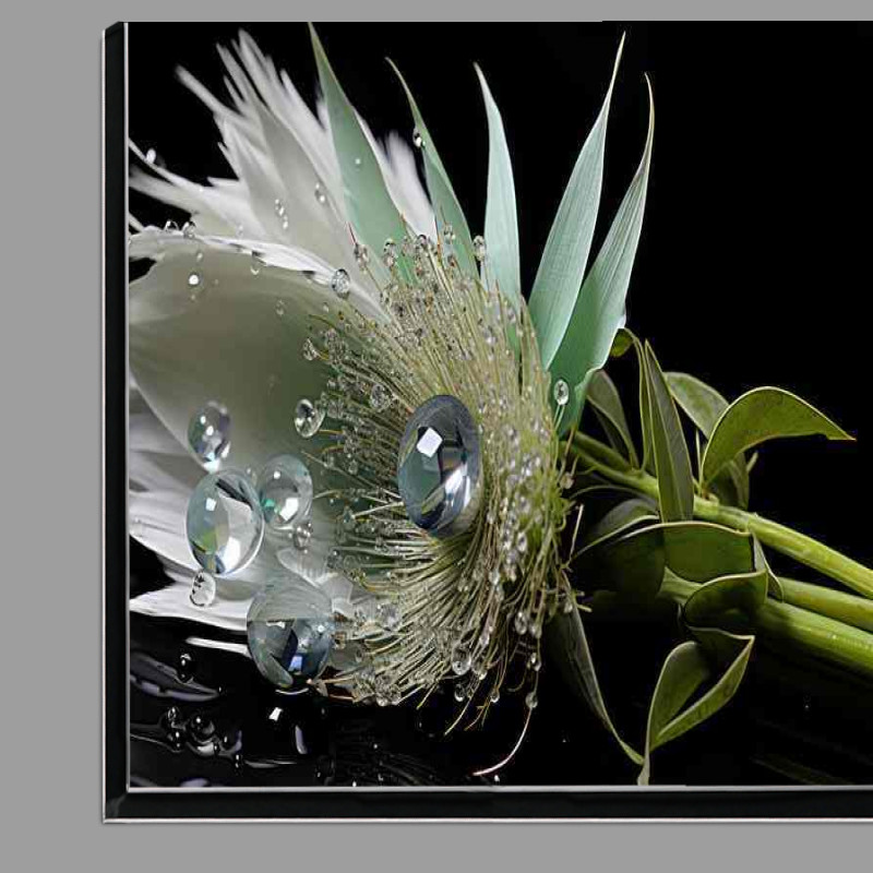 Buy Di-Bond : (A Photograph of a waterdroplet on a fearther)