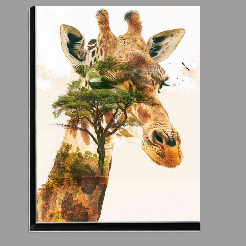 Buy Di-Bond : (Giraffes head on the african survanna)