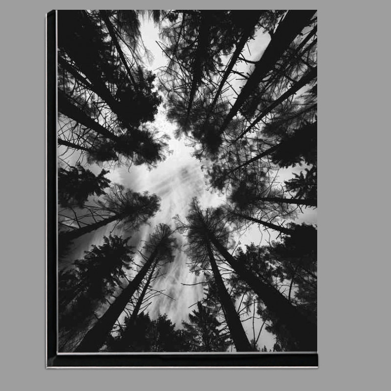 Buy Di-Bond : (Black and white photo of the silhouette of trees)