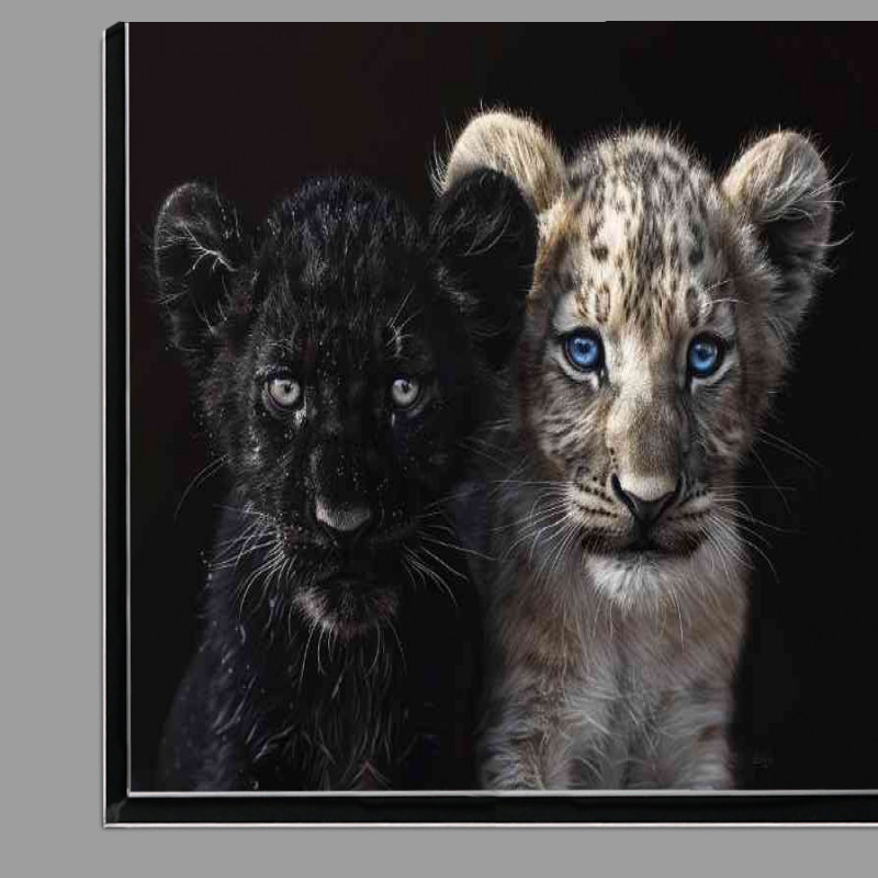 Buy Di-Bond : (Black Panther and white Lion cub cute)