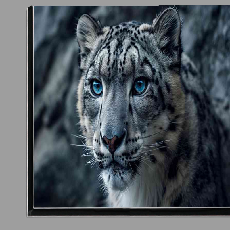 Buy Di-Bond : (Ssnow leopards eyes look blue in this photo)