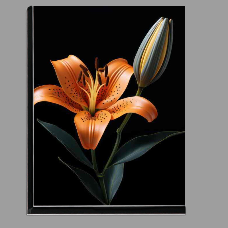 Buy Di-Bond : (A Snigle orange lilly)