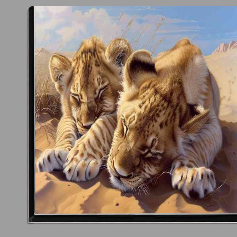 Buy Di-Bond : (Two lion babies laying in the desert)
